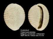 PLIOCENE Trivia coccinelloides